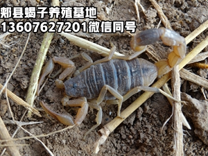 <strong>蝎子养殖需要办理什么手续证件吗？抓捕捉野生蝎子违法吗？</strong>