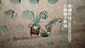<strong>蝎子养殖温度食物怎么养殖蝎子</strong>