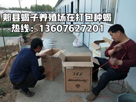 <strong>蝎子的消化不良病怎么预防，野生蝎子能养殖吗？</strong>