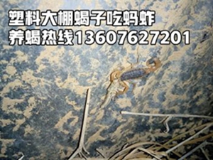 <strong>家庭人工蝎子养殖技术基本常识介绍分享</strong>