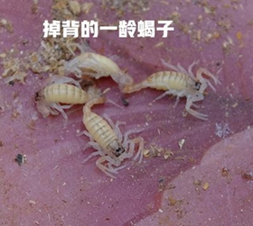<strong>蝎子吃的饲料有哪些，蝎子吃食物的条件</strong>