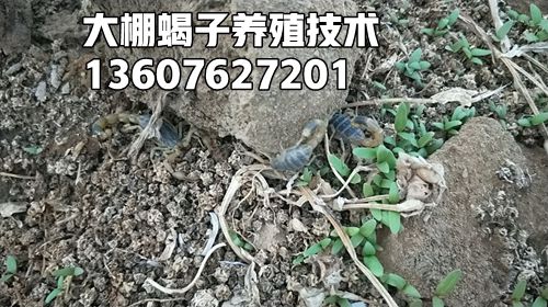 <b>家庭蝎子养殖技术经验新手养蝎子怎么起步</b>