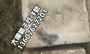 <b>蝎子多长时间长大</b>