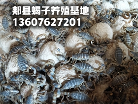<b> 蝎子的价格规律夏天便宜冬季贵，最新蝎子价格行情</b>