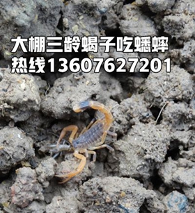 <strong>新手养殖蝎子，养二龄蝎子好还是养种蝎子好？养小蝎子划算还是养殖大蝎子划</strong>