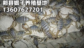 <b>养殖蝎子赚钱吗？养蝎子难点在哪里？蝎子养殖经验</b>