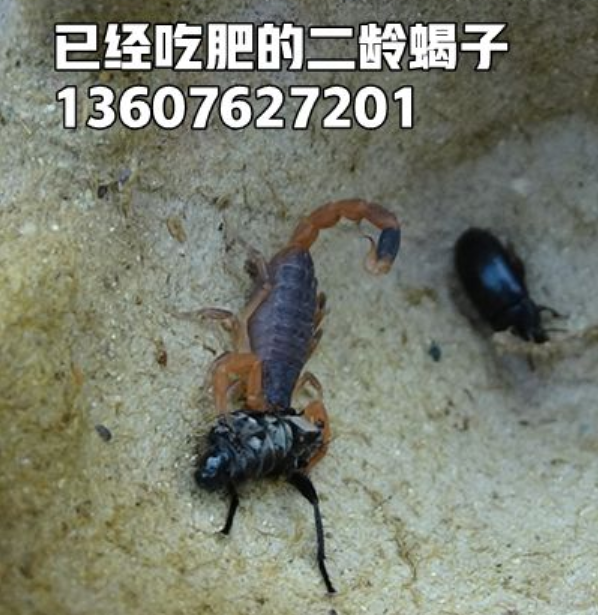 <strong>蝎子吃的食物怎么解决，蝎子吃单一的黄粉虫可以吗</strong>