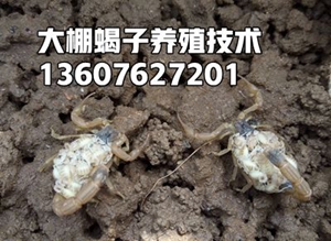 <b>蝎子多久喂一次？全蝎蝎子吃的食物有哪些？</b>