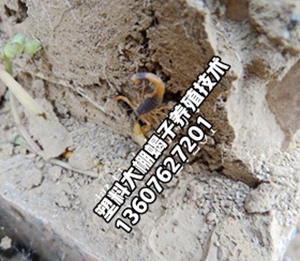 <strong>孕蝎养殖方法小蝎子养殖技术</strong>
