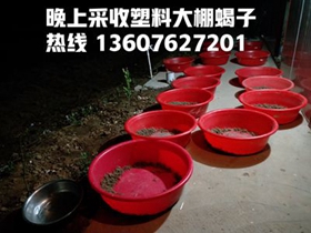 <strong>种蝎子养殖技术及小蝎子饲养技巧</strong>