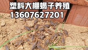 <strong>家庭蝎子养殖技术经验分享蝎子的养殖与管理方法经验</strong>