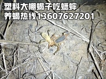 <strong>不到现场能学会养蝎技术吗？看蝎子养殖技术教程视频培训优盘能学会养蝎技术</strong>