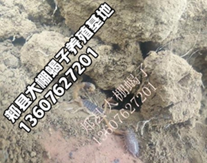 <strong> 野生蝎子抓回来怎么保存？活蝎子保存方法，郏县蝎子养殖基地养蝎经验分享</strong>
