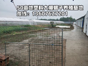 <strong>无冬眠蝎子养殖技术室内恒温蝎子养殖方法</strong>