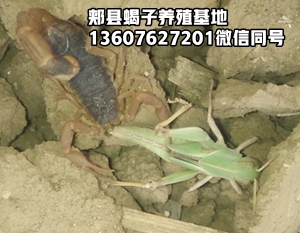 <strong>小白蝎子养殖入门蝎子家庭养殖的方法</strong>