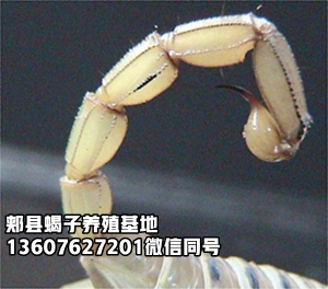 <strong>最新蝎子养殖市场价格  被蝎子蜇伤了严重吗？蝎子蜇伤了怎么处理？</strong>