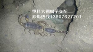 <b>蝎子养殖难度蝎子怎么交配公蝎母蝎子交尾的条件</b>