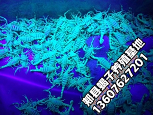 <strong>家庭养殖蝎子好养不蝎子的养殖技术及管理技术</strong>