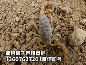 <strong>人工养殖蝎子技术蝎子养殖环境家庭蝎子养殖</strong>