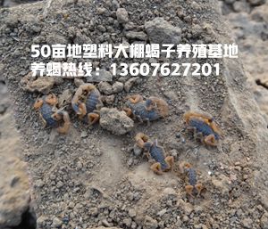 <strong>蝎子蜕皮的条件有哪些怎么让蝎子顺利蜕皮呢</strong>