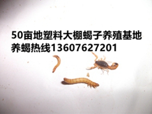 <strong>家养品种的种蝎子育种方法</strong>
