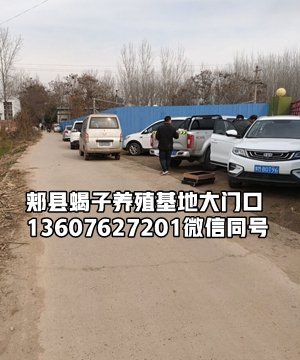 <b>蝎子养殖成功的五个条件是什么</b>