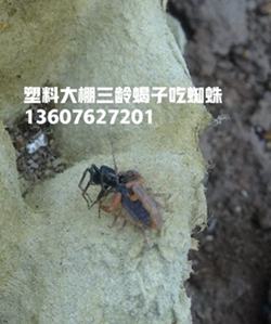 <b>塑料大棚蝎子养殖也有假的？怎么区分真假大棚蝎子养殖模式</b>