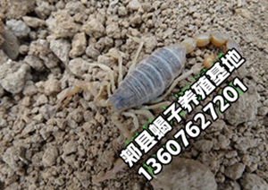 <b>2026年8月22日最新蝎子市场价格行情多少钱一斤</b>