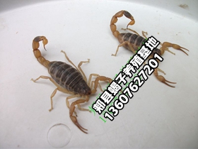 <b>蝎子的价格规律夏天便宜冬季贵，最新蝎子价格行情</b>