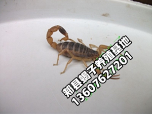 <b>大型蝎子养殖基地介绍怎么培育优良家养品种的孕蝎种蝎子</b>
