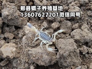 <strong>新手养殖蝎子怎么预防蝎子死亡经验</strong>