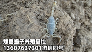 <strong>蝎子的价格规律夏天便宜冬季贵，2026-10-21最新蝎子价格行情</strong>